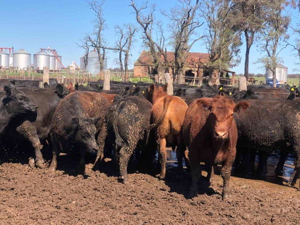 Lote 41 Novillos exportación en Miguel Riglos, La Pampa