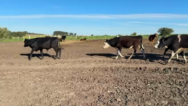 Lote NOVILLOS 1 a 2 AÑOS