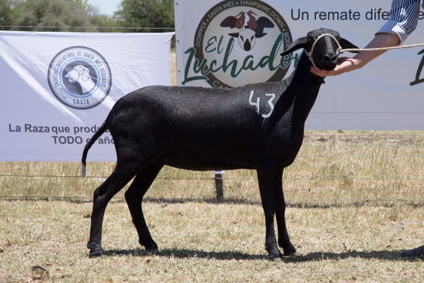 Lote OVINO STA. INES HEMBRA PPC