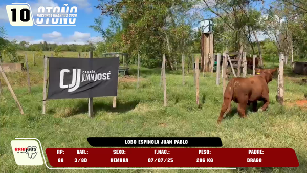 Lote LOTE 10 -DE JUNIOR