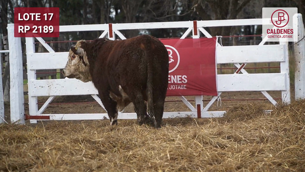 Lote Toro PR