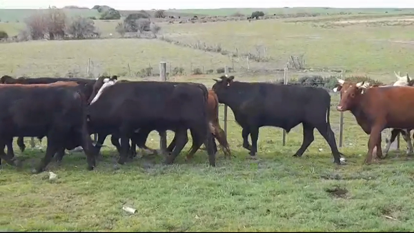 Lote (Vendido)30 Novillos 400kg -  en SAN PEDRO