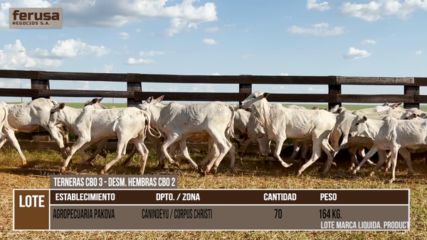 Lote LOTE 1