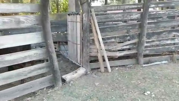 Lote 5 Terneros HEREFORD 250kg - , San José