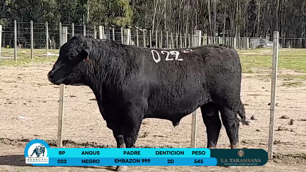 Lote Toros Angus 545kg - , Rocha