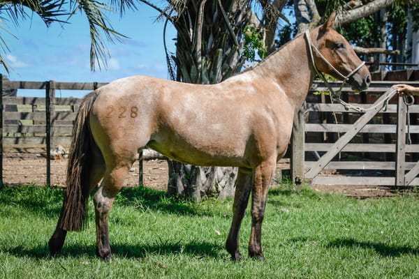 Lote SOBERANA LA CALAVERA