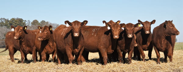 Lote Vaquillonas Angus PC Otoño