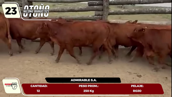 Lote LOTE 23