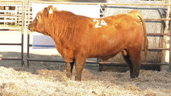 Lote TOROS ANGUS COLORADOS  PC