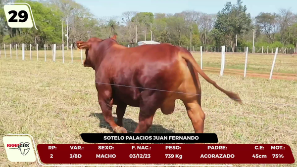 Lote LOTE 29 - CAMPO