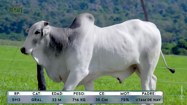 Lote Toros, Concepción