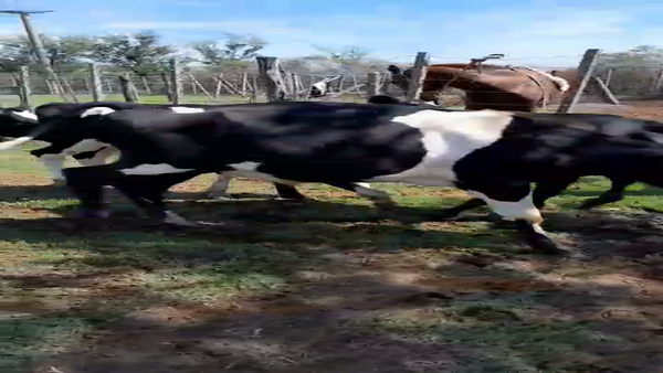 Lote 30 NOVILLITOS HOLANDO ARGENTINO EN MOISES VILLE, SANTA FE