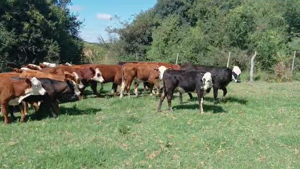 Lote 65 Terneros/as en Corrientes, Curuzú-Cuatiá