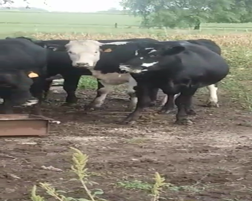 Lote 8 Vaquillonas 1 a 2 años RAZA DE CARNE 360kg - , San José