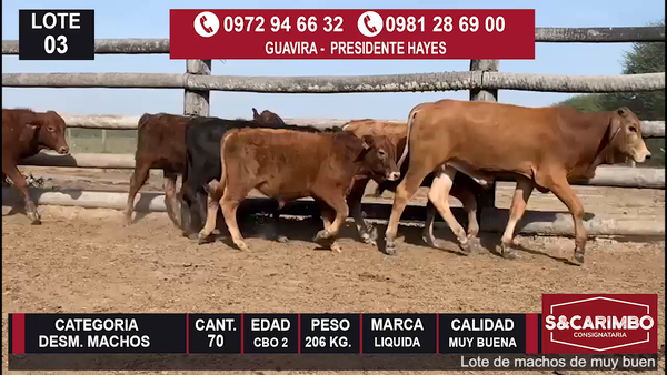 Lote Desmamantes machos CBO 2
