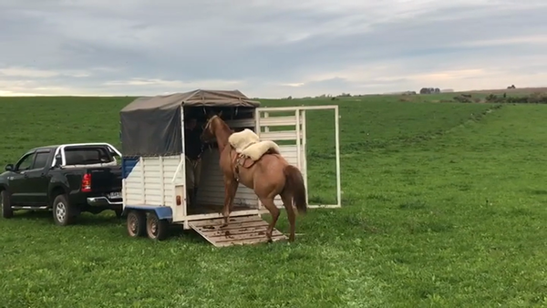 Lote (Vendido)Yegua en CARMELO