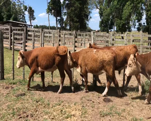 Lote 10 Novillos en Cerro Largo, Cerro Largo