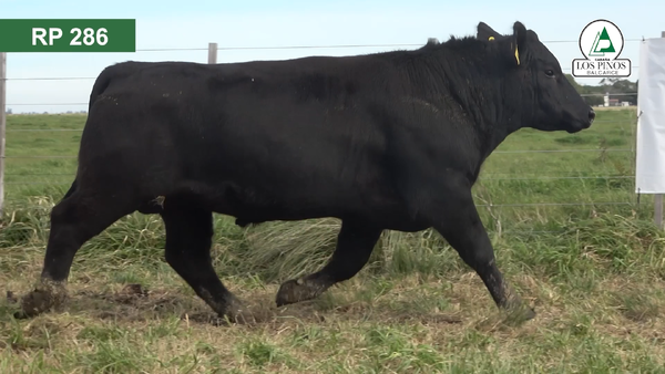 Lote 3 Toros ANGUS en Balcarce