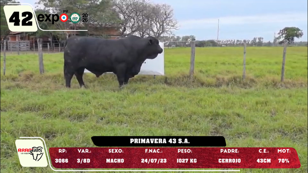 Lote LOTE 42