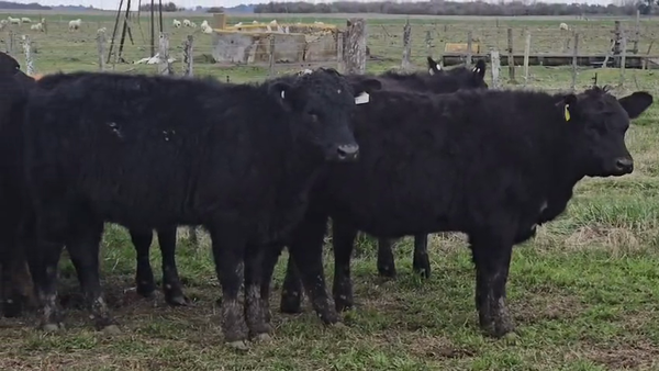 Lote 20 Terneras