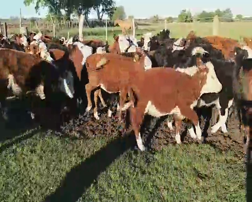 Lote 53 Terneros/as en Villaguay, Entre Ríos