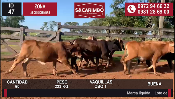 Lote VAQUILLAS CBO 1