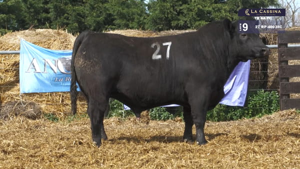 27 -  40038N — TOROS ANGUS PURO CONTROLADO