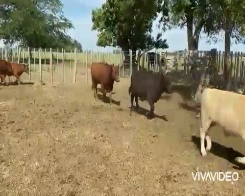 Lote 120 Terneros en San Vicente, Buenos Aires