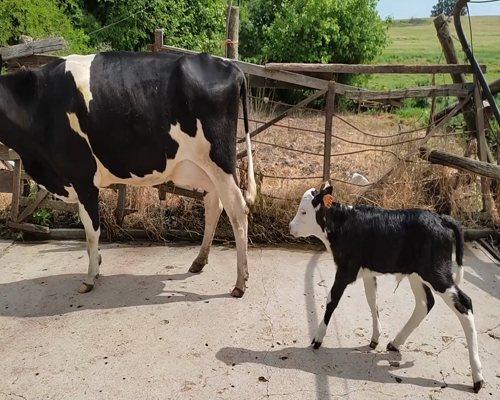 Lote 2 Piezas de cría HO 500kg - , Colonia