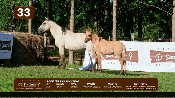 Lote LOTE 33