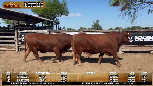 Lote LOTE 114