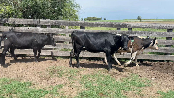 Lote NOVILLOS Y VAQUILLONAS 1a2 AÑOS