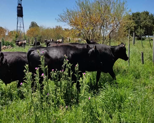 Lote 14 Terneros y Terneras AAX HO 325kg - , Colonia