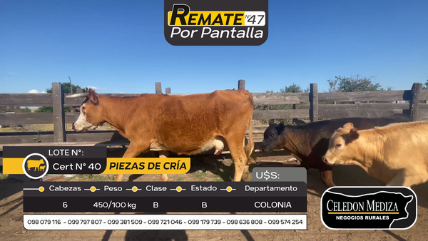 Lote 6 Piezas de cría en Otra Localidad, Colonia