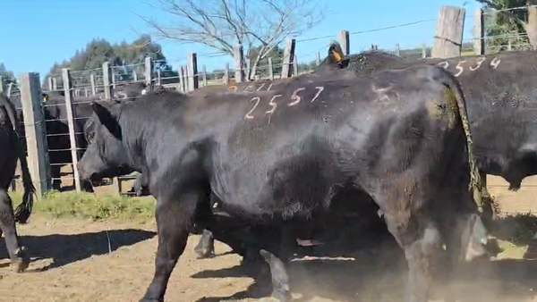 Lote Toros Angus SA