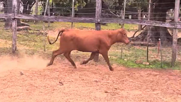 Lote Vaquillas Brangus 282kg -  en Cnel. Oviedo