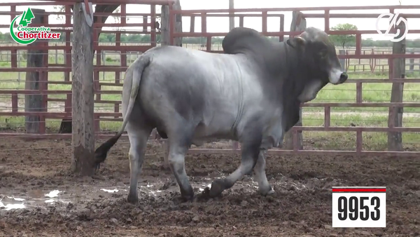 Lote Brahman