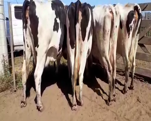 Lote Bossarelli Hermanos