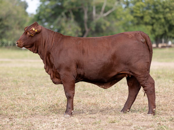 Lote LOTE 40