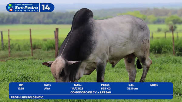 Lote LOTE 14