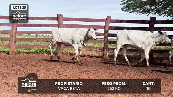 Lote LOTE 25
