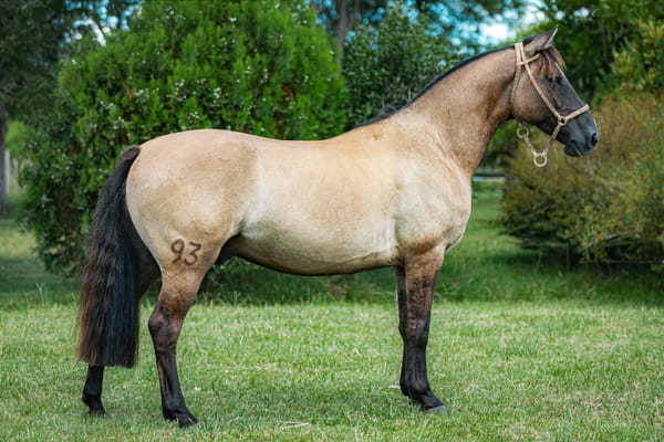 Lote Tobogan Bullicio