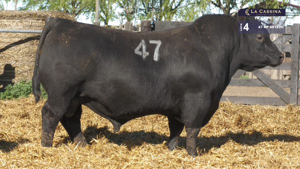 47 40192N — TOROS ANGUS PURO CONTROLADO