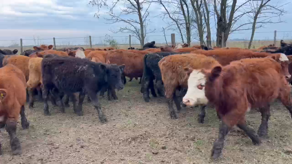 Lote 82 Terneros/as