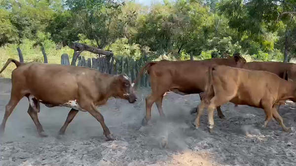 Lote 138 Vacas de invernar en Saladas, Corrientes