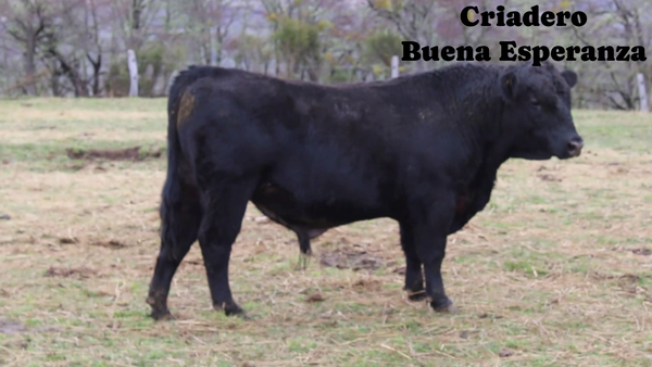 Lote 1 Toro