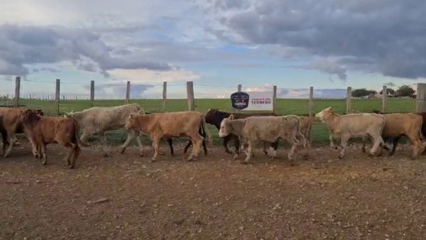 Lote 17 Terneras Cruza Carnicera 112kg -  en Parada fariña