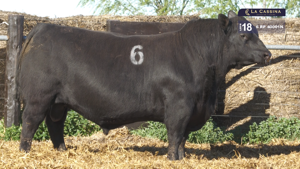 6 40001N — TOROS ANGUS PURO CONTROLADO