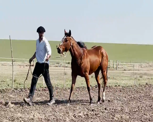 Lote Se Blue Skay Lena