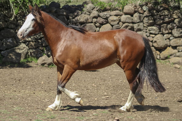 Lote AGUAS CLARAS NUBE